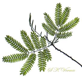  Leaves